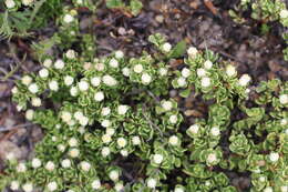 Image of Baccharis magellanica (Lam.) Pers.