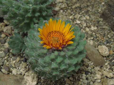 صورة Chaetanthera villosa D. Don