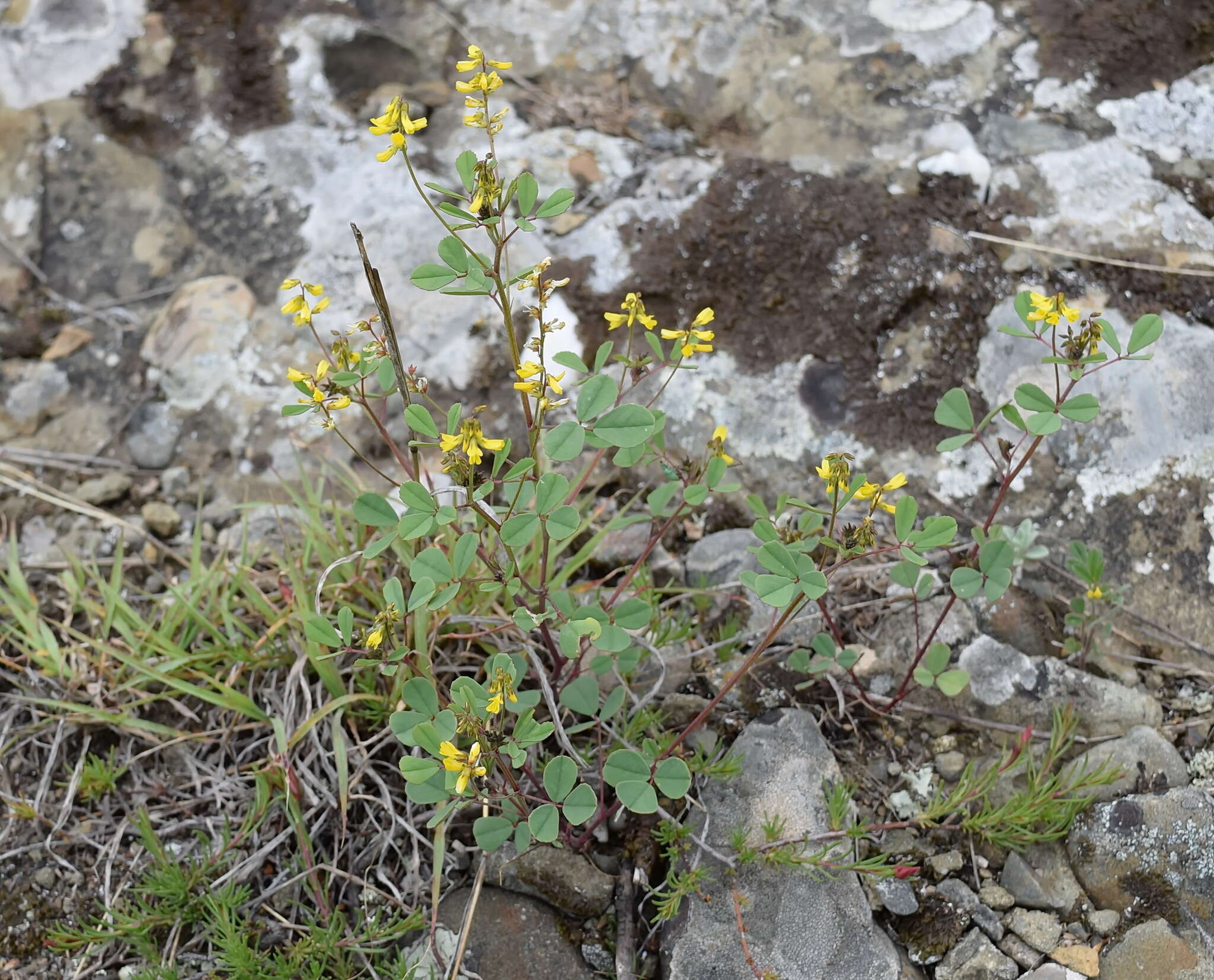 Imagem de Melilotus neapolitanus Ten.