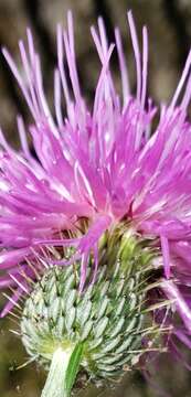 Image of soft thistle