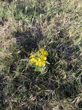 Image of western wallflower