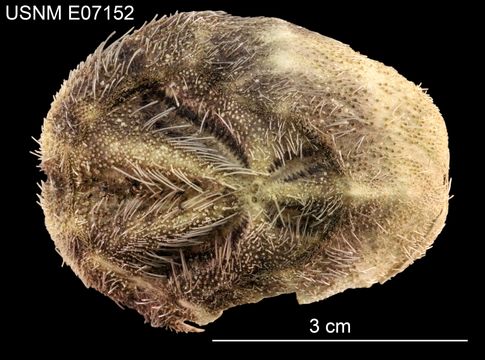 Image of <i>Hypselaster affinis</i> Mortensen 1948