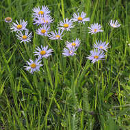 Image of alpine aster