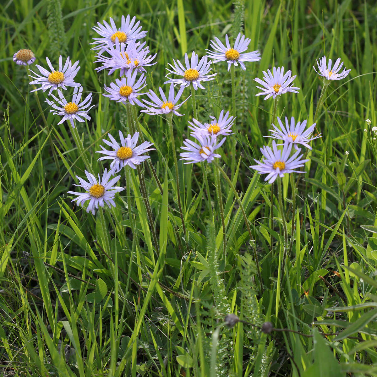 Image of alpine aster