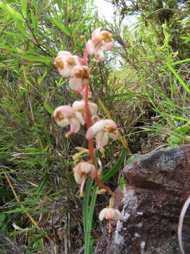 Image of Pyrola morrisonensis (Hayata) Hayata