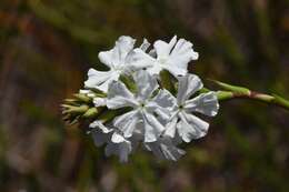 صورة Sphenotoma gracilis (R. Br.) Sweet