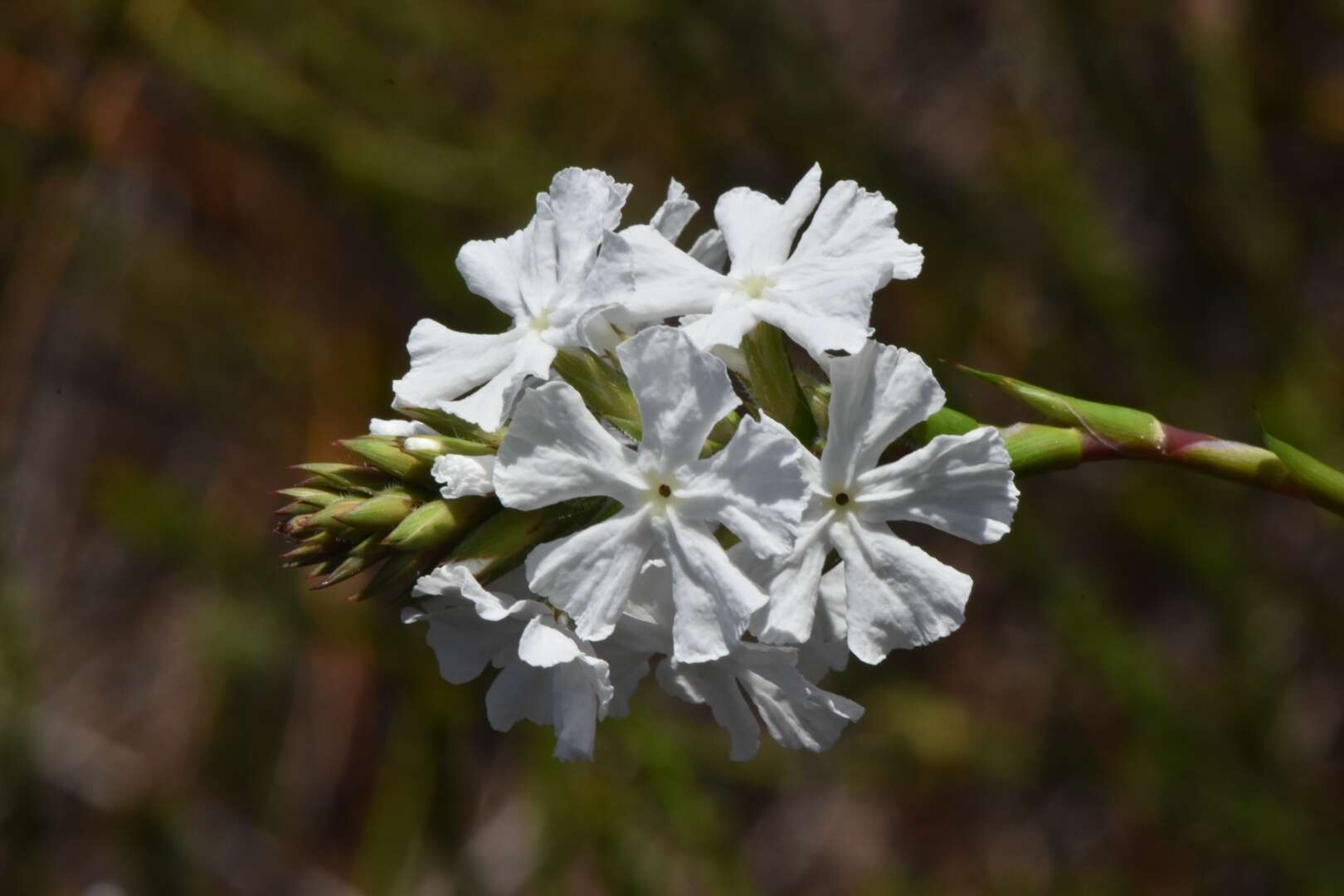 Image of Sphenotoma gracilis (R. Br.) Sweet