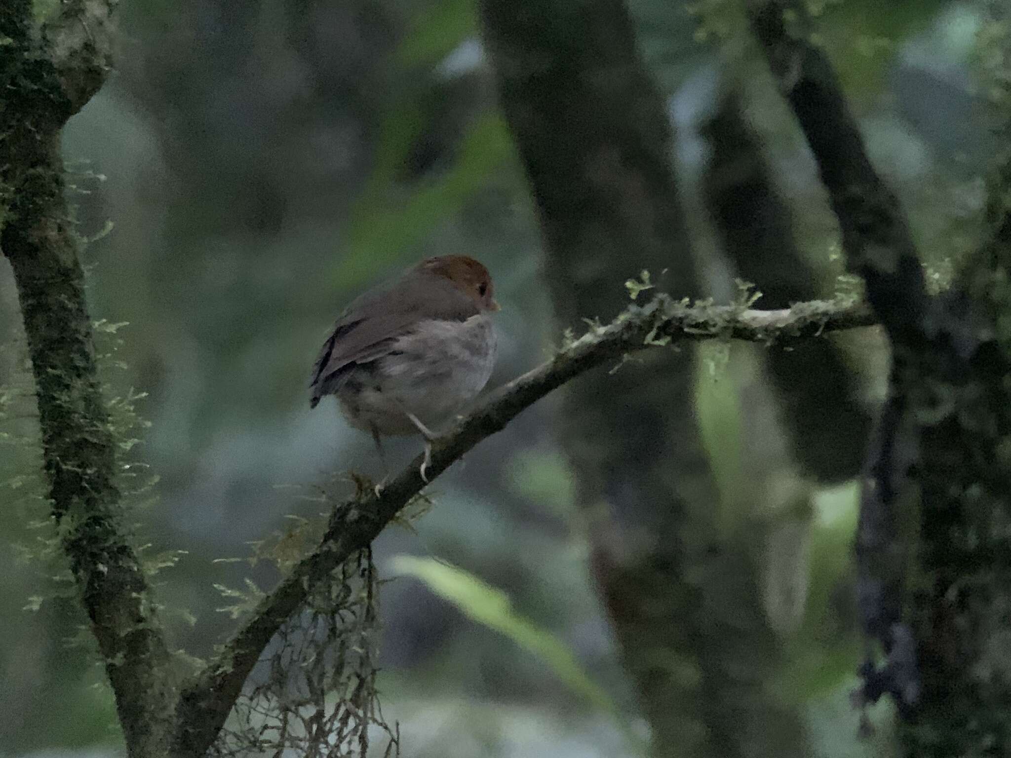 Image of Hooded Antpitta