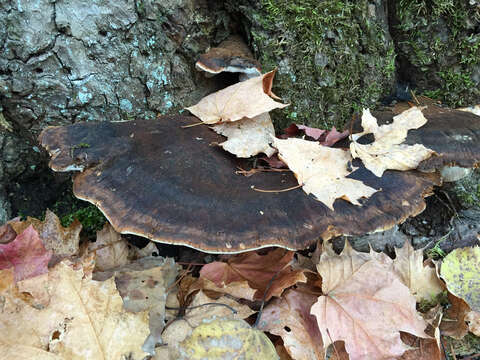 Image of Late fall polypore