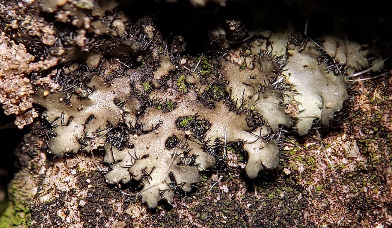 Image of hispid wreath lichen