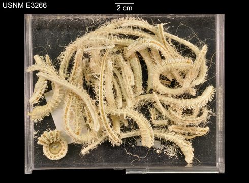 Image of <i>Odinia antillensis</i> Clark 1934