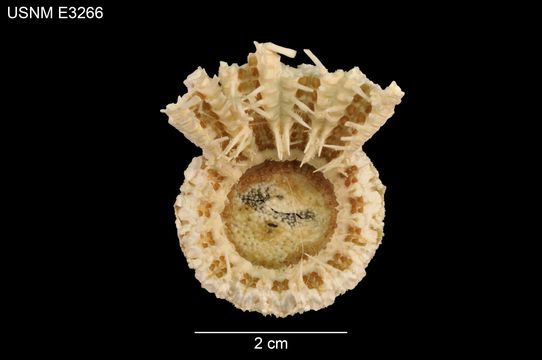 Image of <i>Odinia antillensis</i> Clark 1934