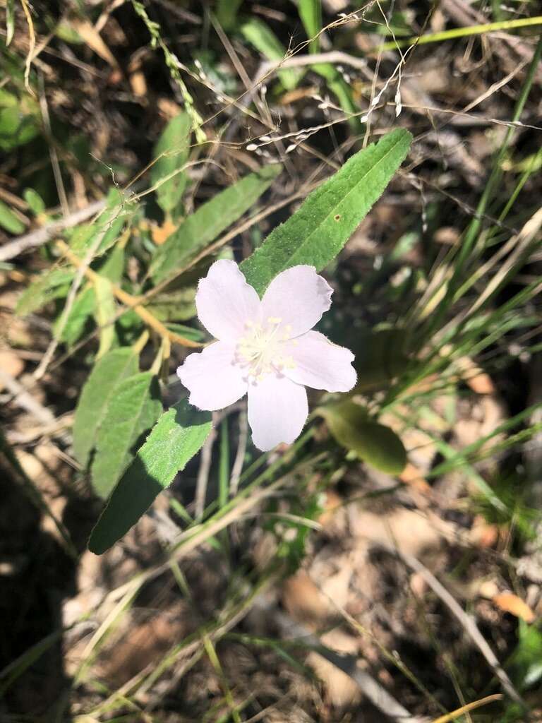 Image of Hill hibiscus