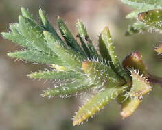 Image of Pteronia hirsuta L. fil.