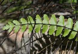 Plancia ëd Asplenium heterochroum Kunze