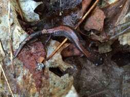 صورة Plethodon cinereus (Green 1818)