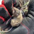 Image of plains harvest mouse