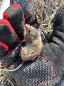 Image of plains harvest mouse