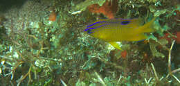 Image of Honey Damselfish