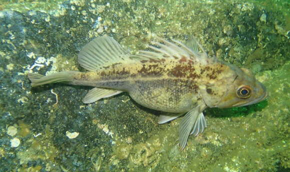 Image of Brown rockfish