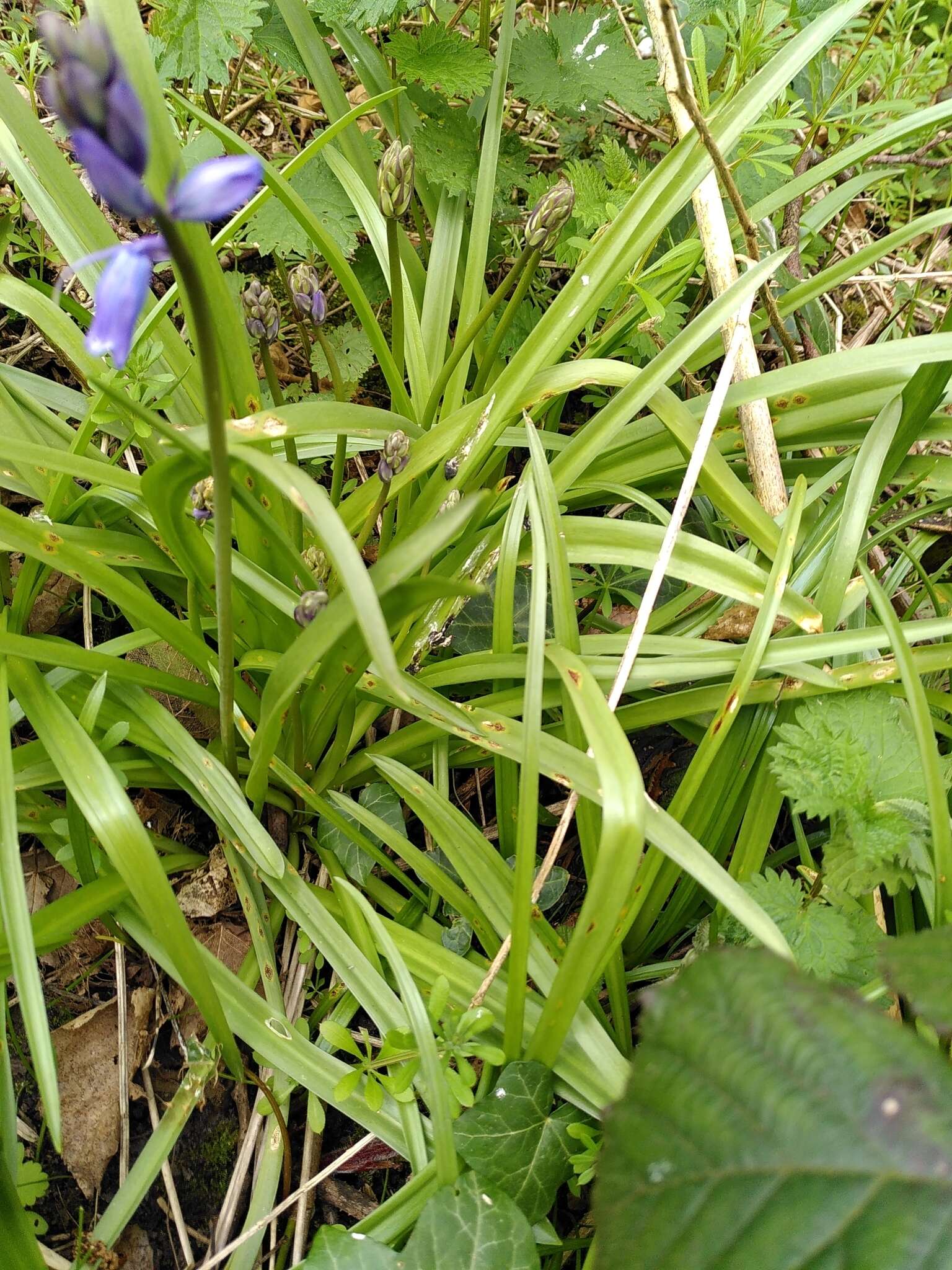 Uromyces hyacinthi W. Schneid. 1927的圖片