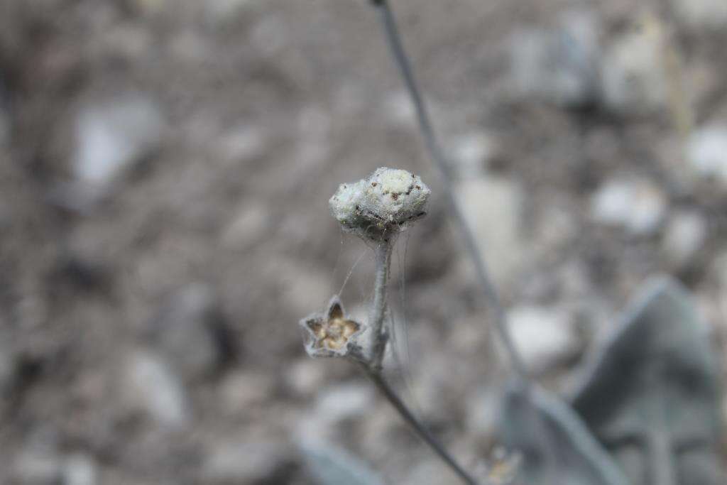 Image of Parthenium rollinsianum Rzed.