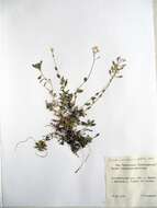 Image of Draba cardaminiflora Kom.