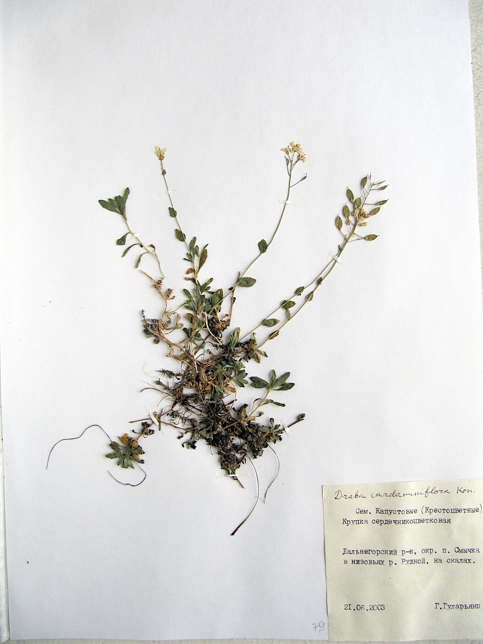 Image of Draba cardaminiflora Kom.