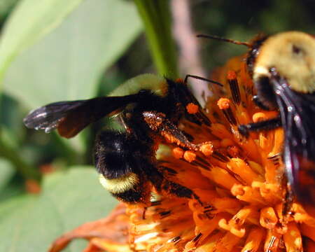 Image of Bombus steindachneri Handlirsch 1888