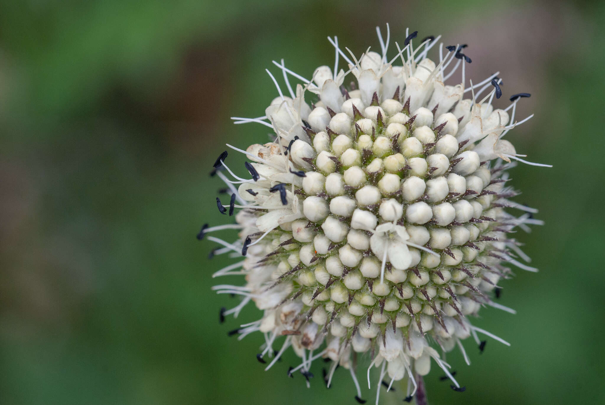 Image of Dipsacus inermis Wall.