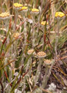 Image of Helichrysum catipes (DC.) Harv.