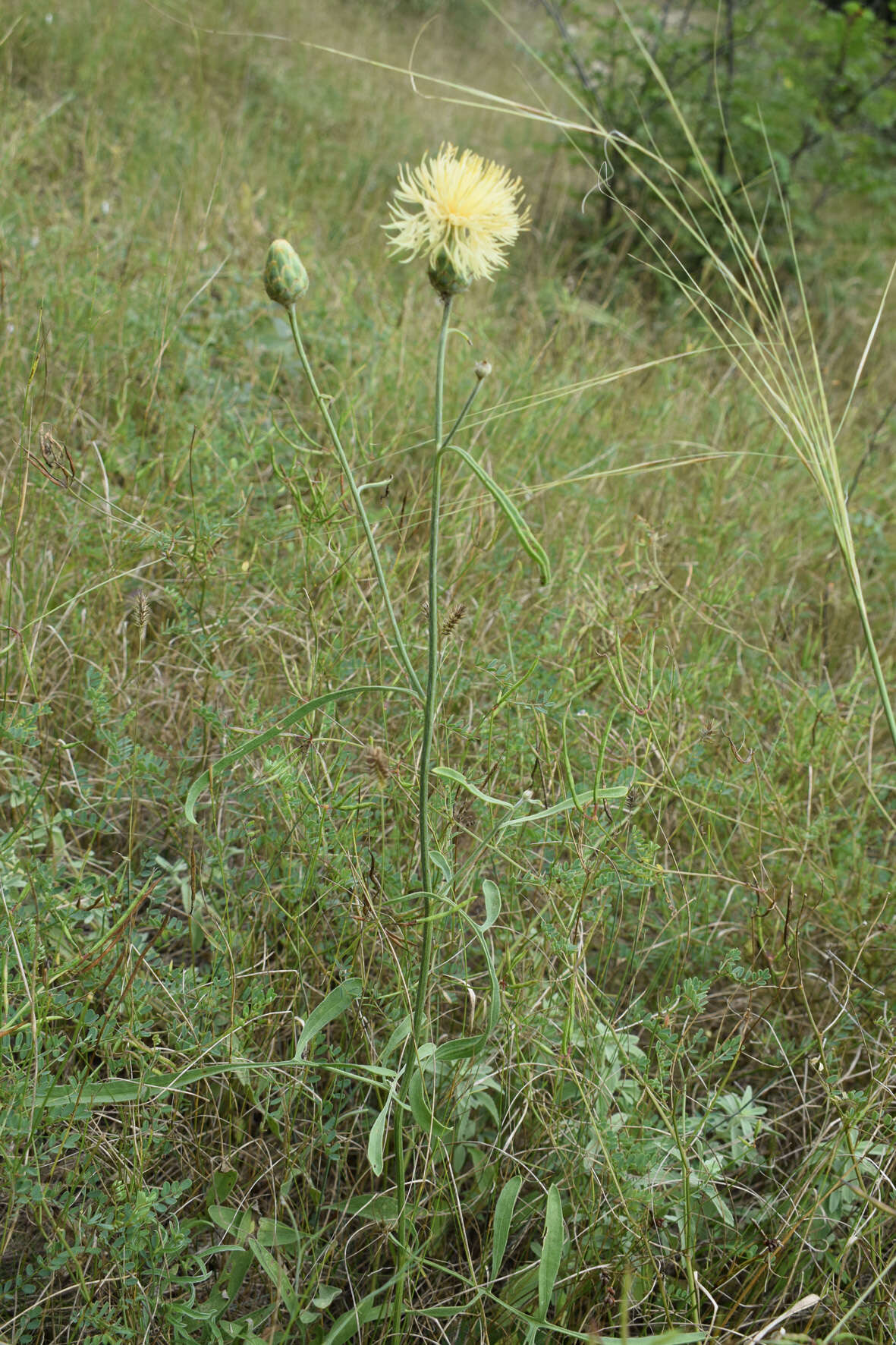 Image of Centaurea salonitana Vis.