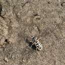 Image de Cicindela (Lophyridia) asperula L. Dufour 1821