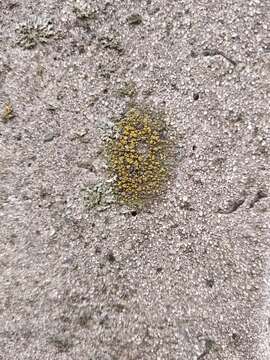 Image of Hidden goldspeck lichen