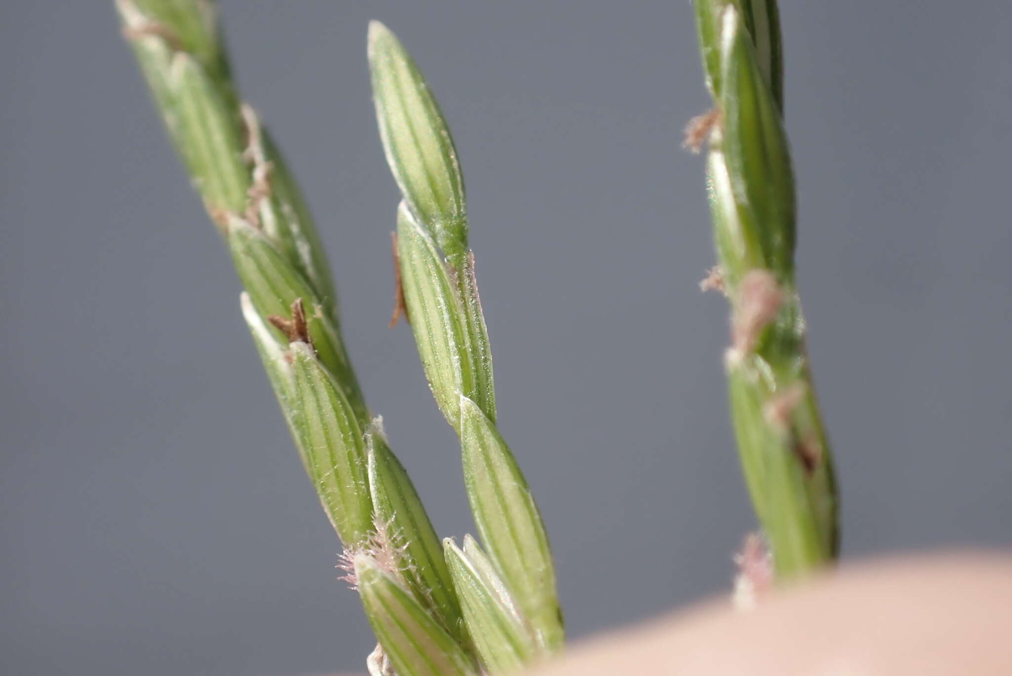 Image of Trailing Crab Grass