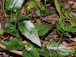 Image of Ainsliaea fragrans Champ. ex Benth.