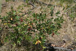 Imagem de Prunus fruticosa Pall.