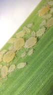 Image of Aphid