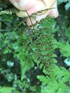 Image of Tennessee bladderfern