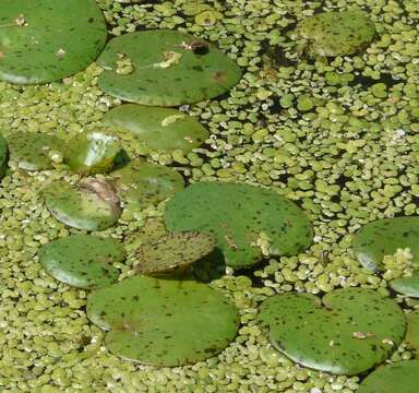 Image of American Spongeplant