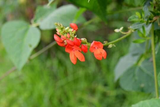 Image de Phaseolus coccineus subsp. coccineus