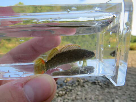 Image of Smallscale darter