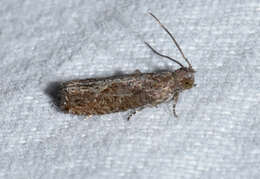 Image of Moth