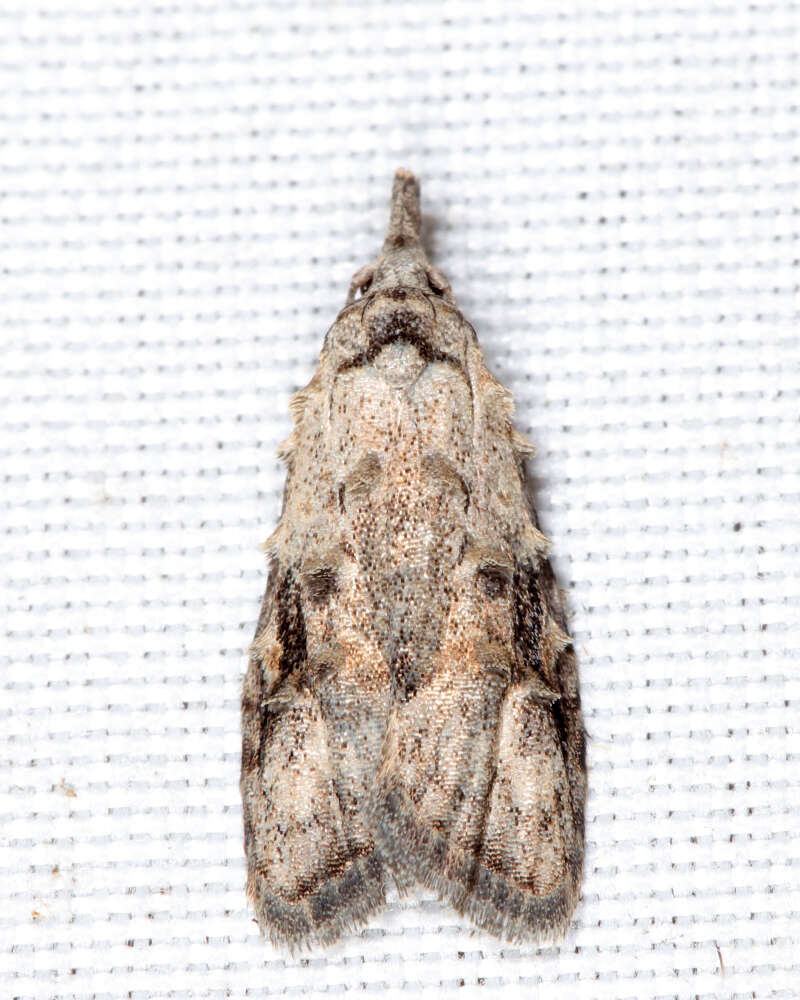 Image of Currant Fruitworm Moth