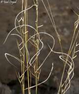 Image of Stipa arabica Trin. & Rupr.