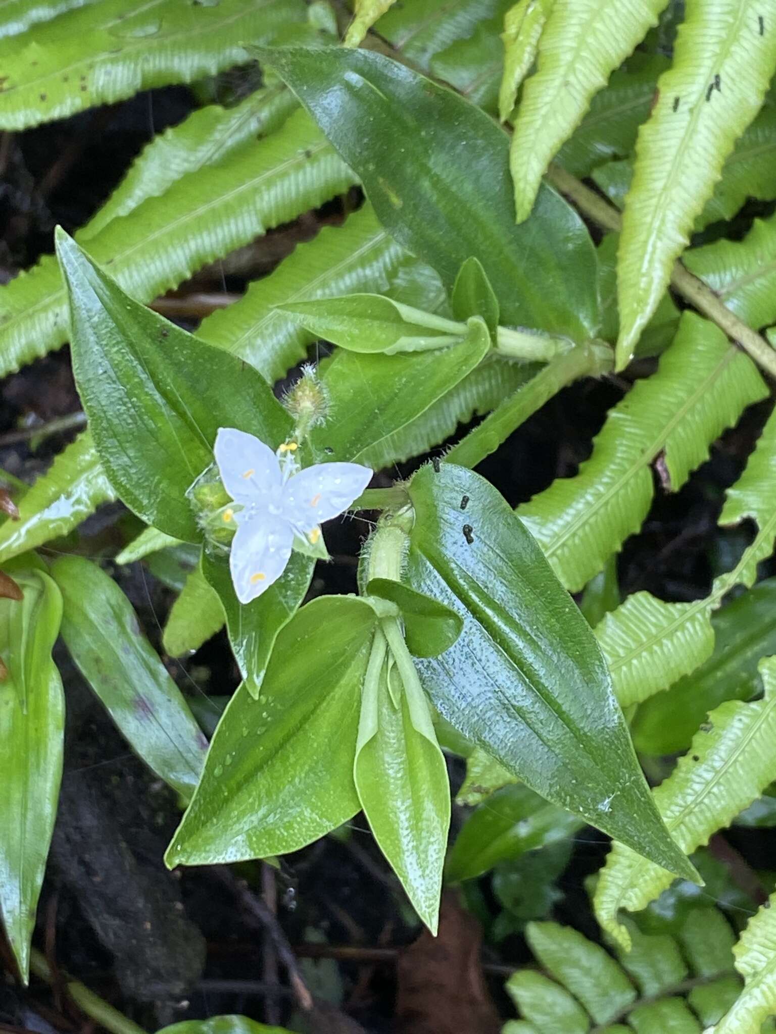 Слика од Tradescantia atlantica M. Pell.