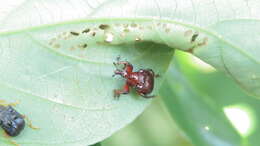 Image of Paratrachelophorus nodicornis Voss 1924