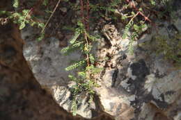 Image of Hypericum scabrum L.