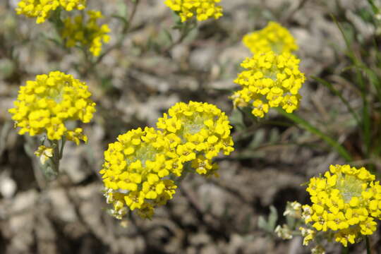 Image of Alyssum tortuosum Waldst. & Kit. ex Willd.