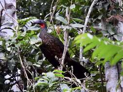 Image of Spix's Guan